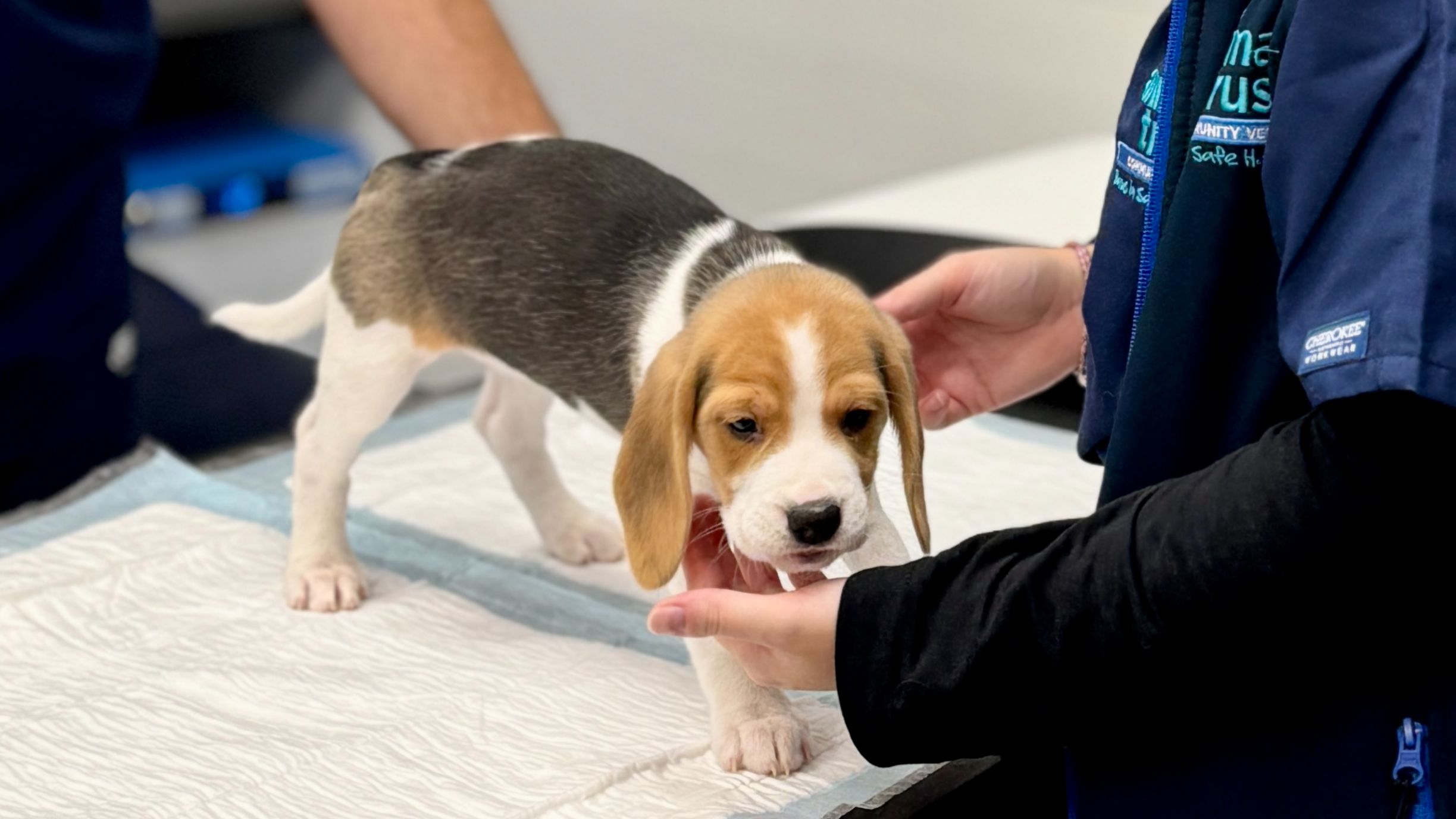 Beagle puppy in vet consult, standing on exam table on puppy pad, with two vet medics