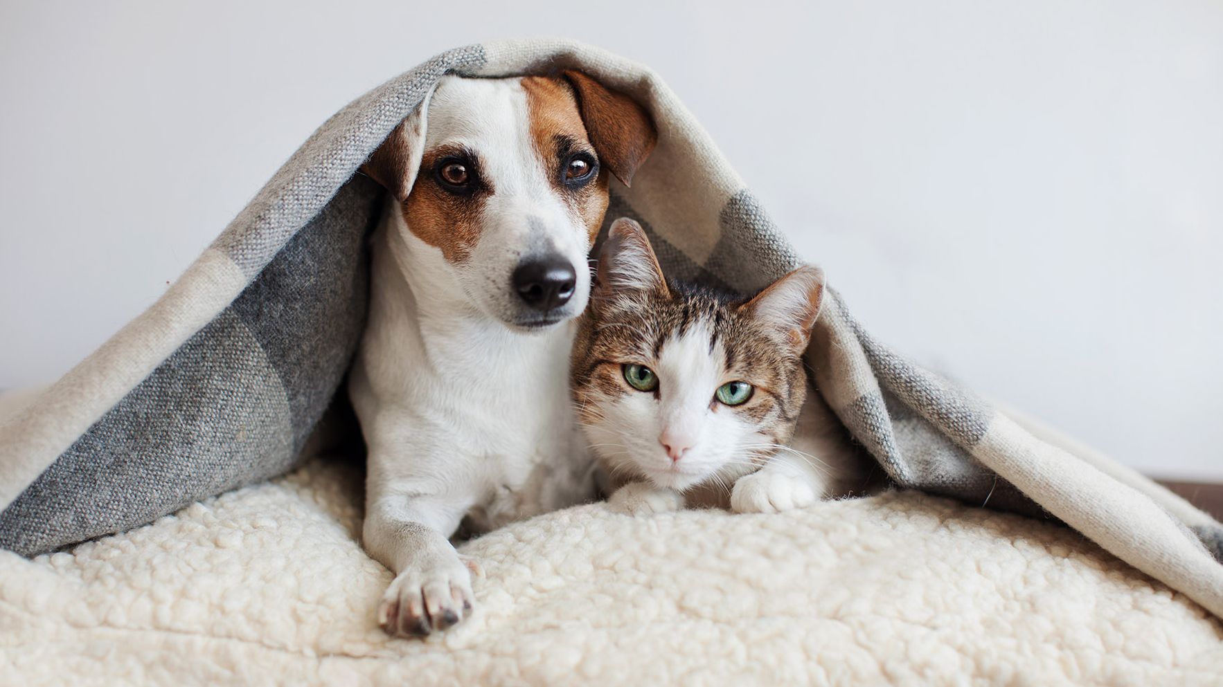 Jack Russel Terrier dog and tortoise shell cat with white face, on a fur cushion together with blanket over their heads