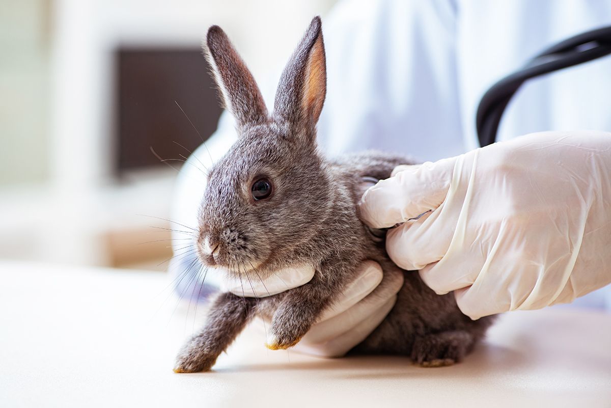 Rabbit Vaccination
