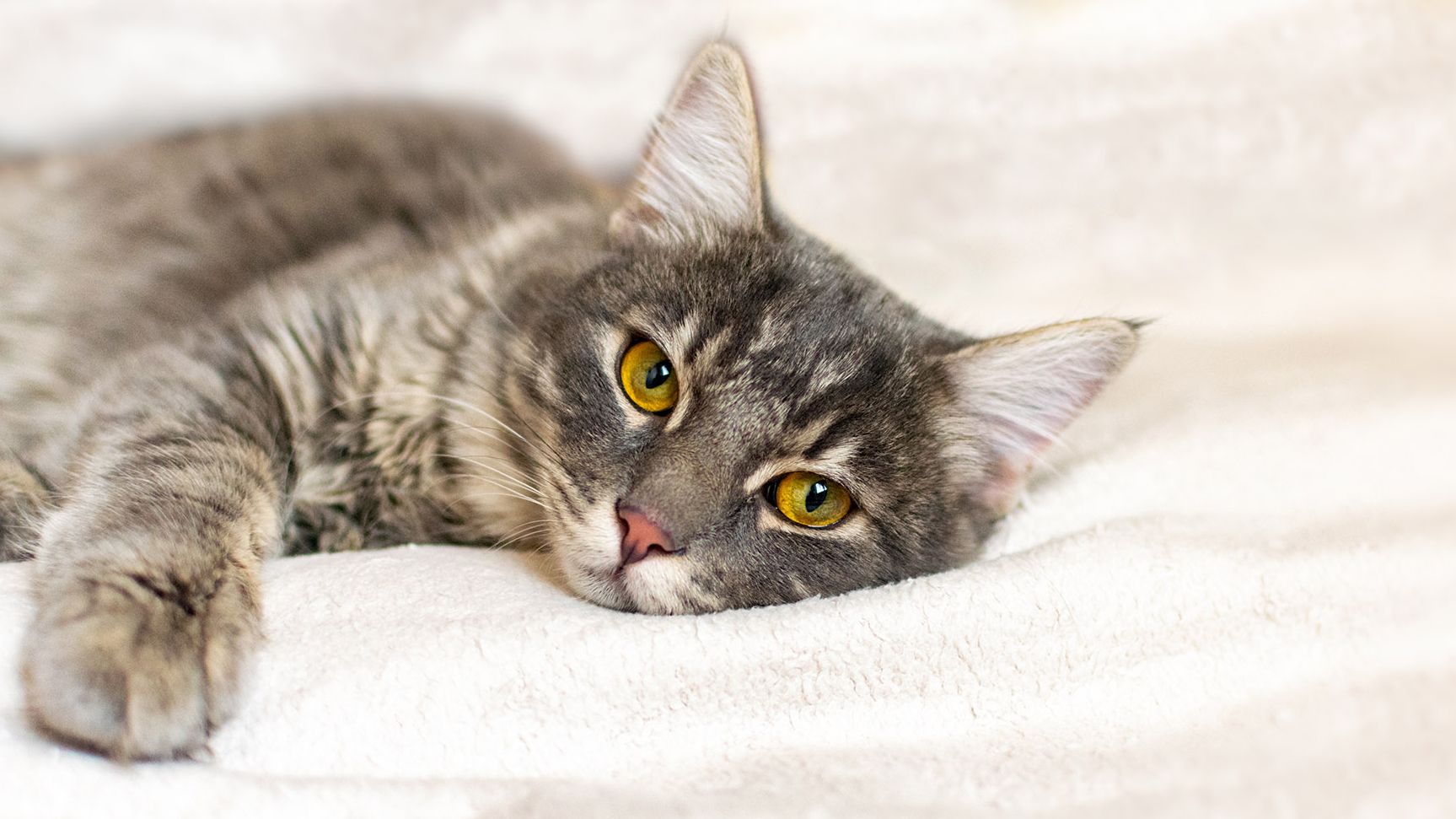 Cat relaxing at home
