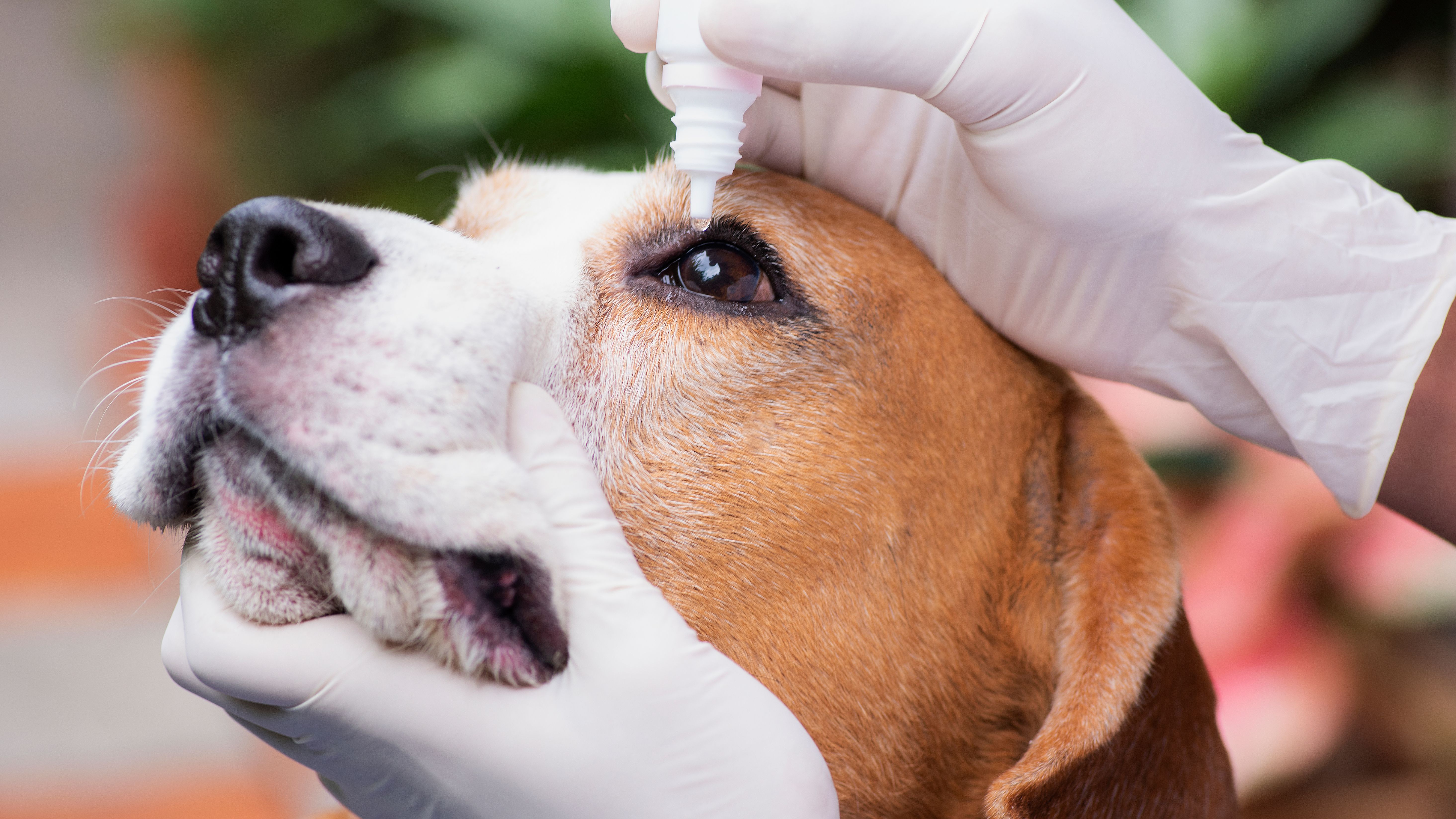 What is Conjunctivitis in cats and dogs?
