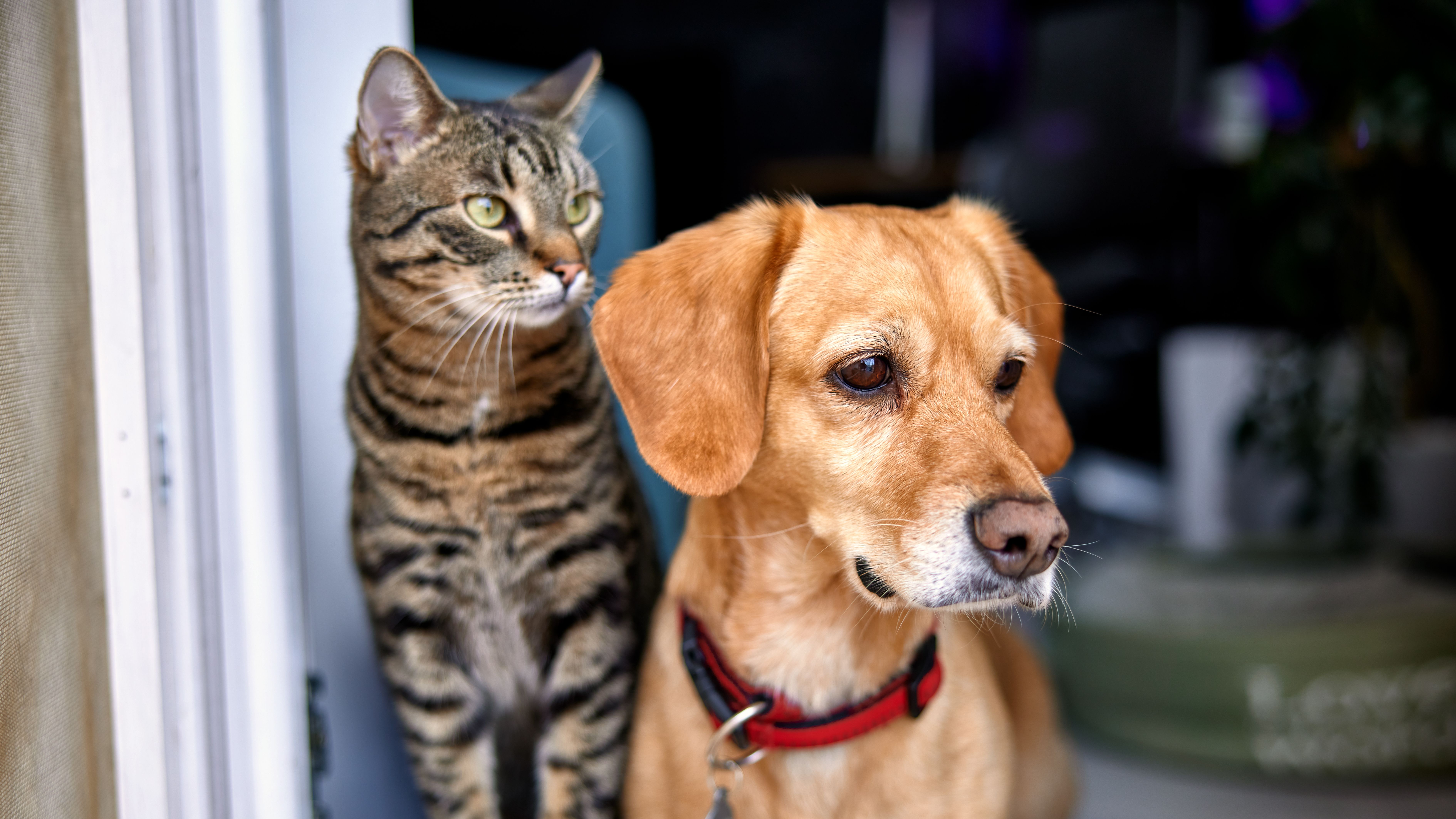 Pet Allergy Testing for Dogs and Cats: A Guide for Owners