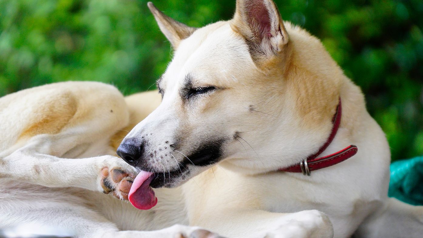 What is canine lick granuloma?