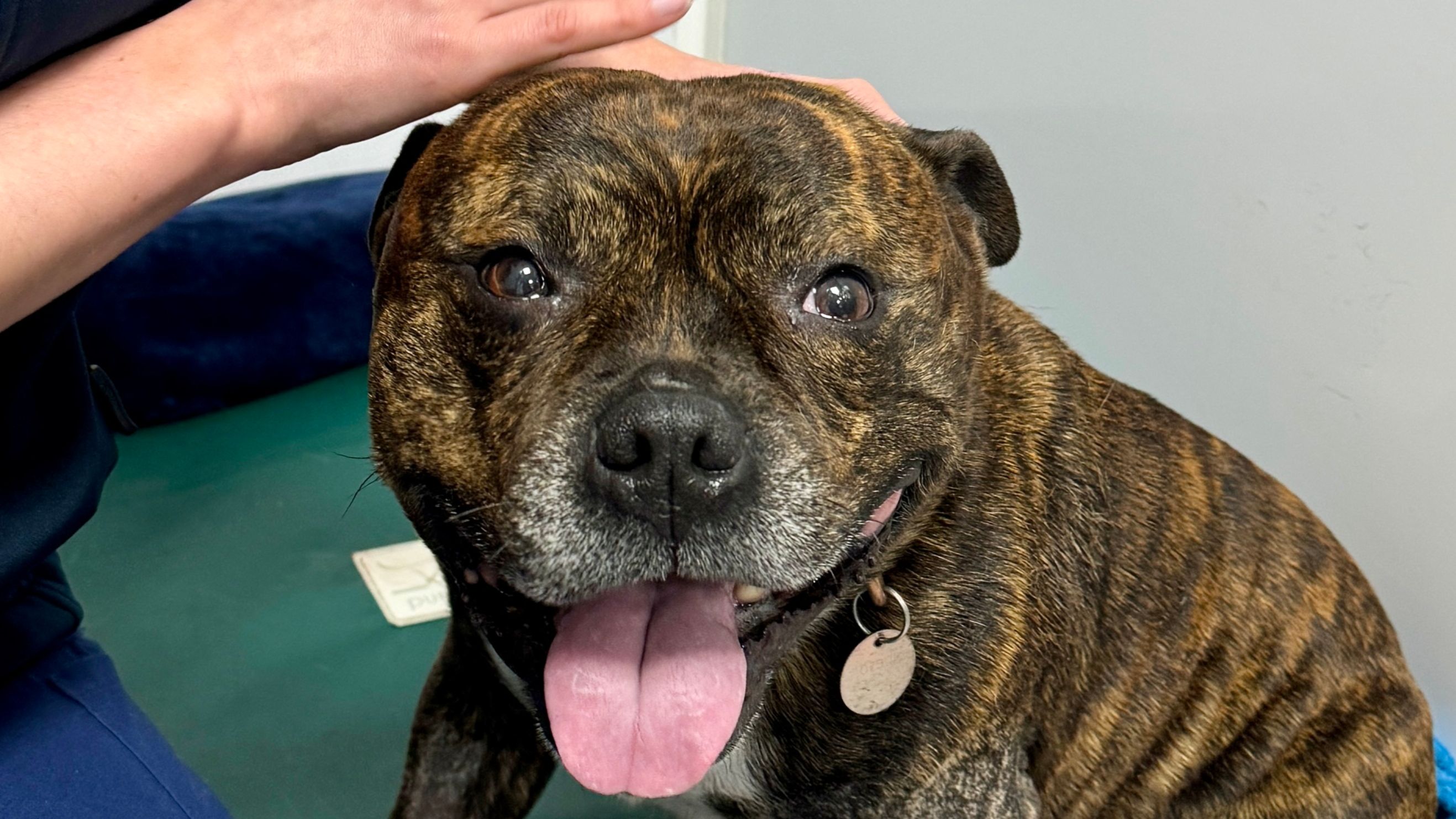 Bryn the Staffie has Arthroscopy