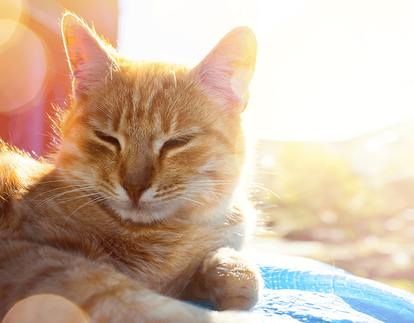 CAT IN SUN.png