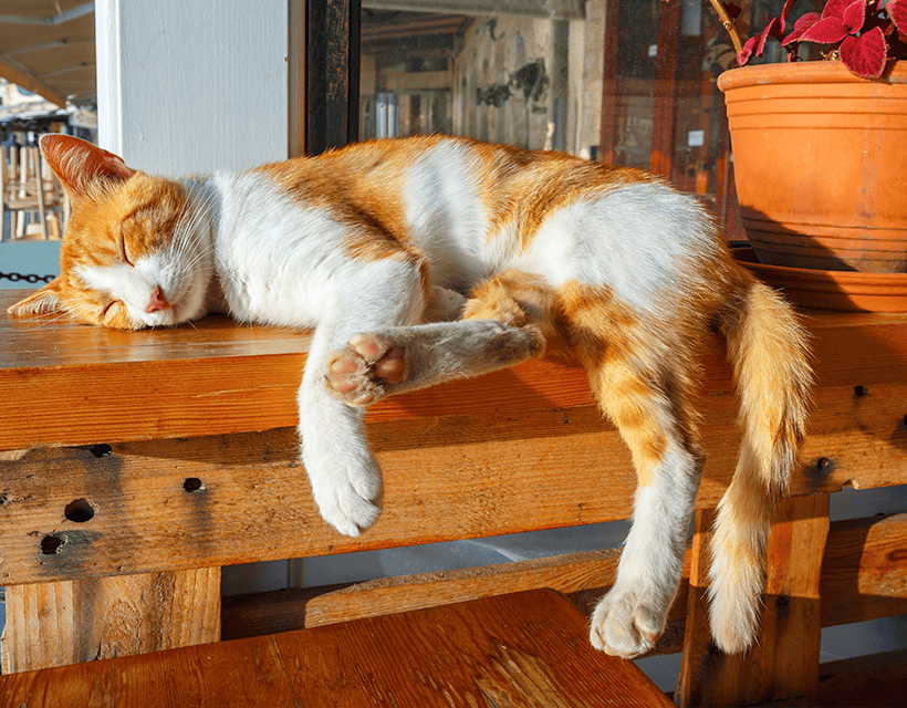 Protecting Your Cat From Heatstroke This Summer
