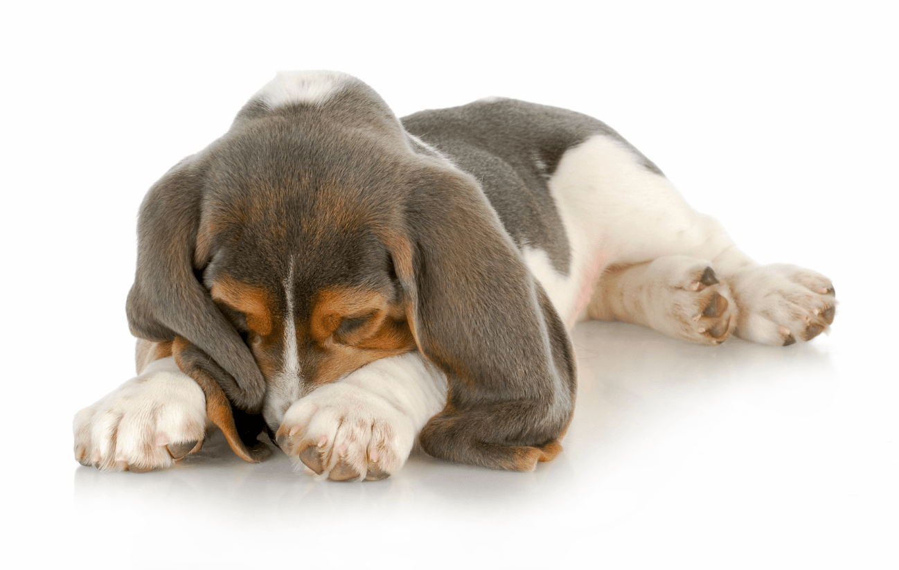 Corneal Ulcers in Dogs