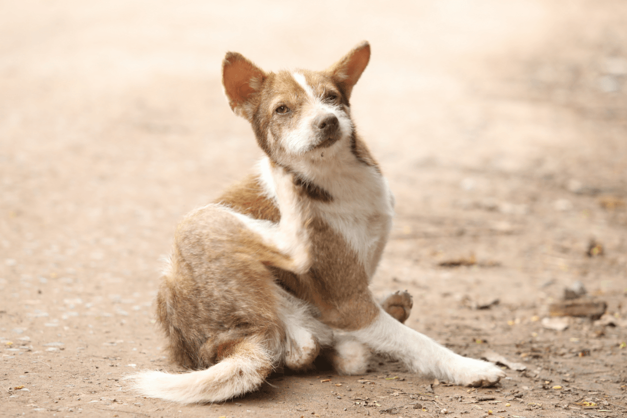 Dermatitis in Dogs