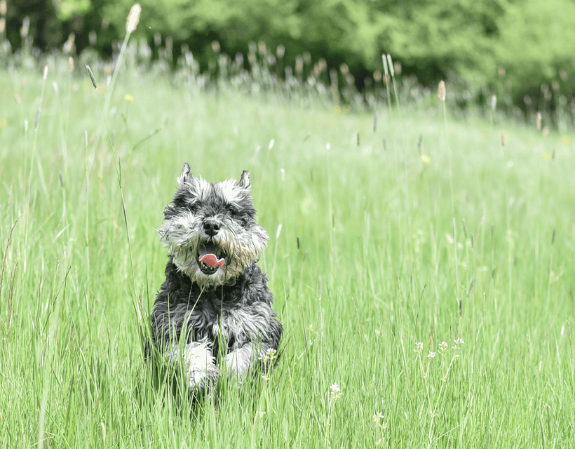 Are Grass Seeds Harmful to Dogs?