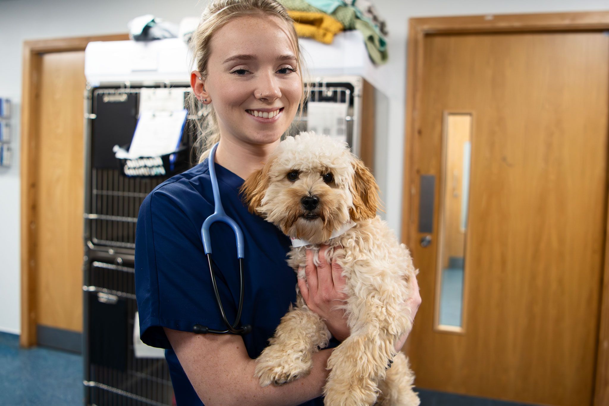What to do if your dog swallows something