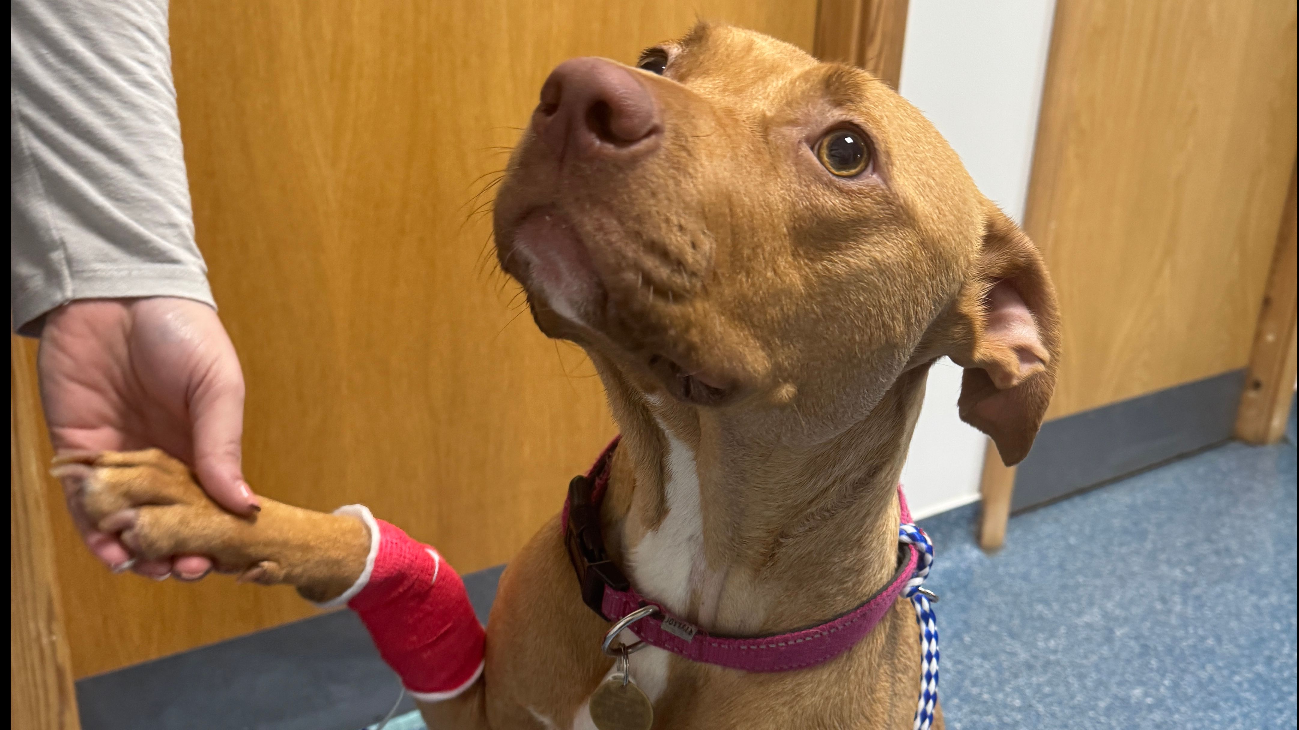 Addison's Disease Diagnosis for Dolly the Staffie