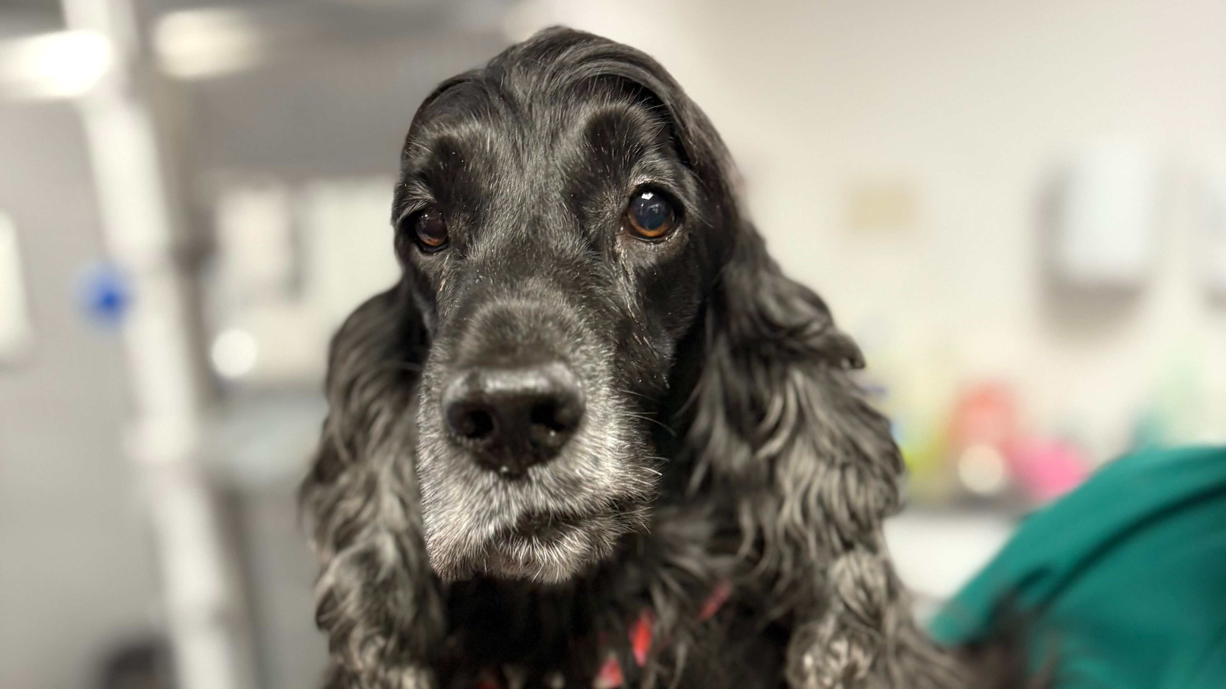 Mass removal surgery successful for Dolly the Spaniel 