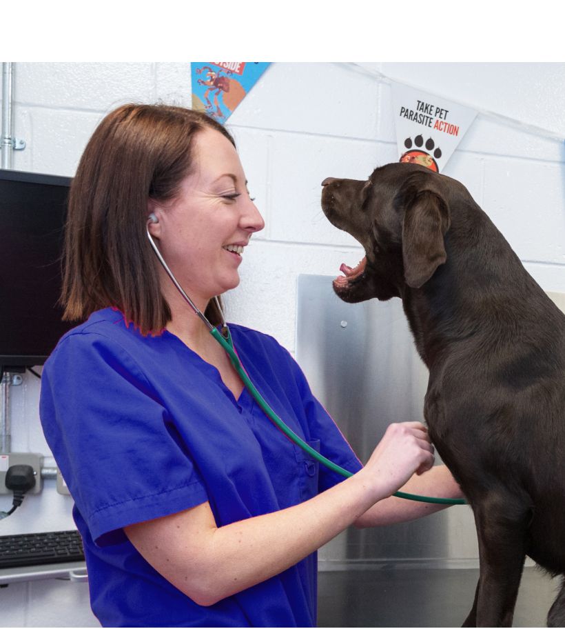 Pet ENT Surgery | Animal Trust Vets