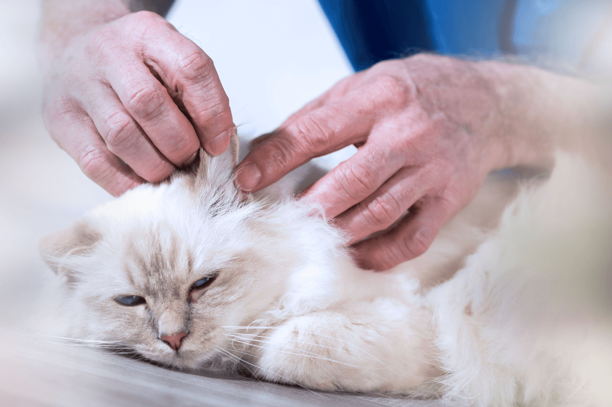 Cat Ear Infections