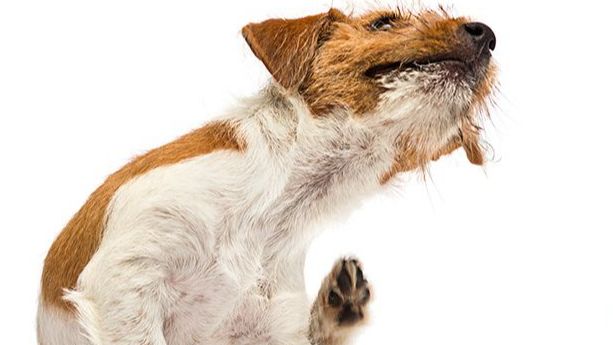 10 of the most common dog skin conditions