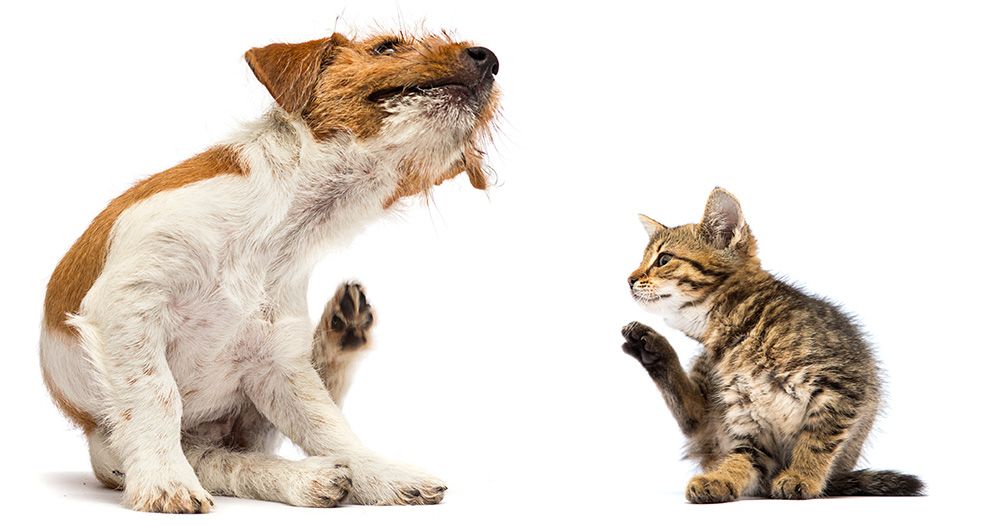 Flea-and-wrom-treatments-for-cats-and-dogs.jpg