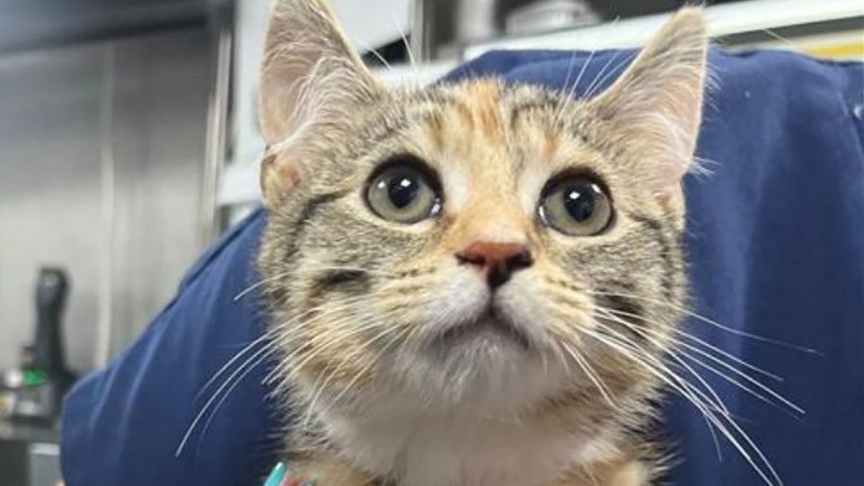 Campbell and Galloway Vets Joins Animal Trust