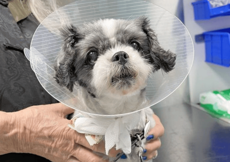 General Pet Surgery