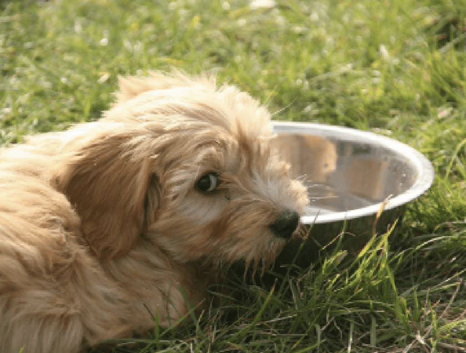 The right food to suit your budget and your pet’s health