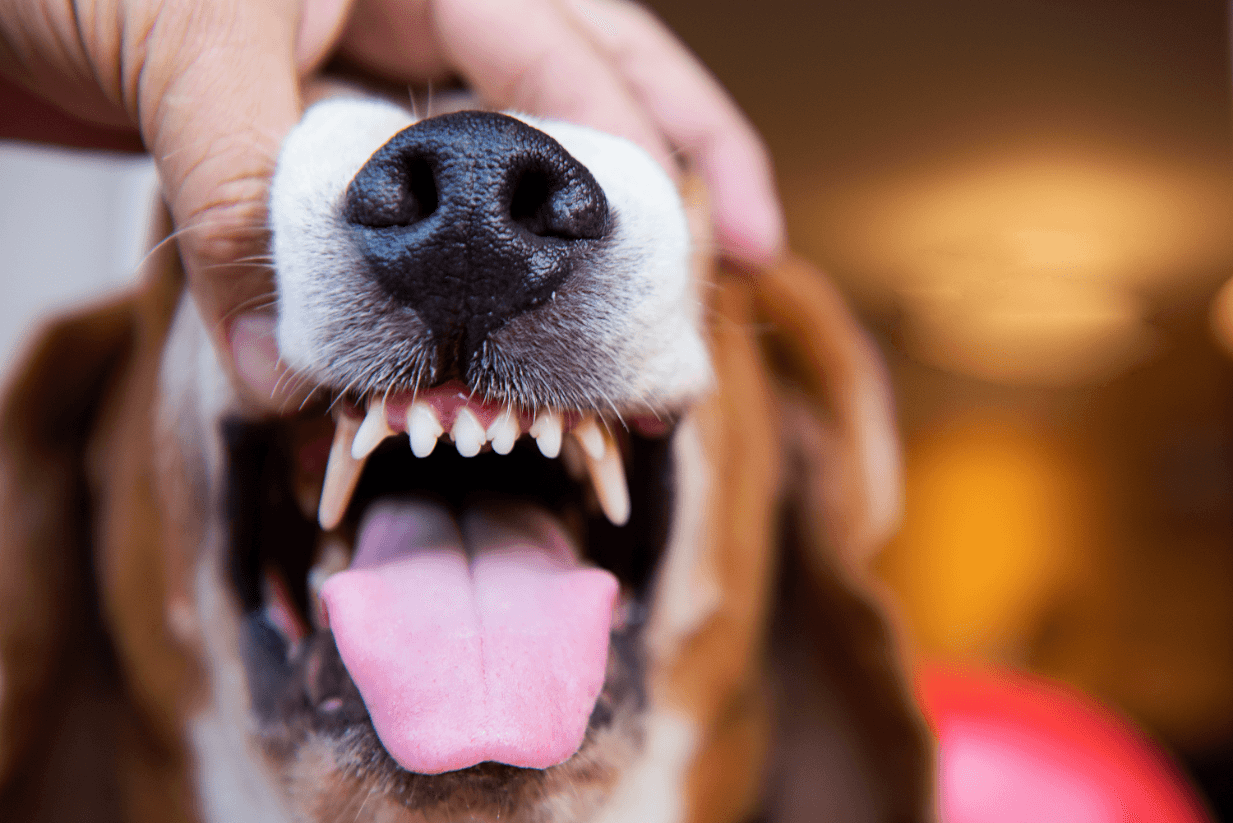 Gum Disease in Dogs
