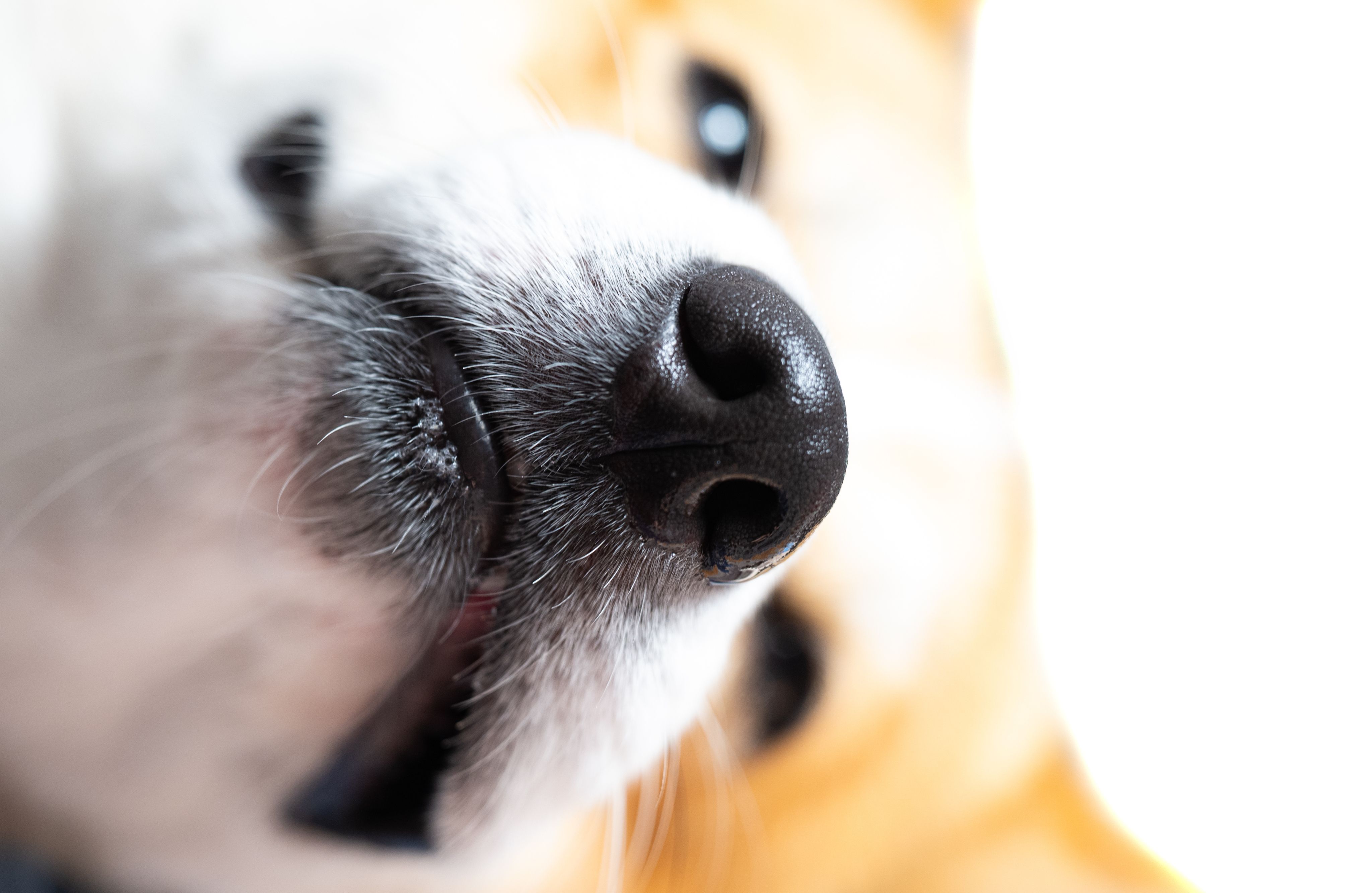 Affordable Pet Health Plan with Essential Care Benefits