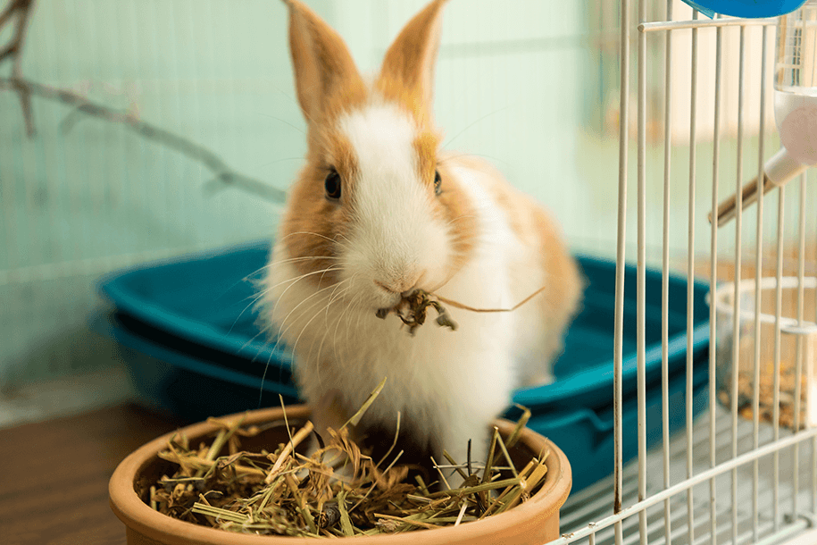 How much does a rabbit eat?