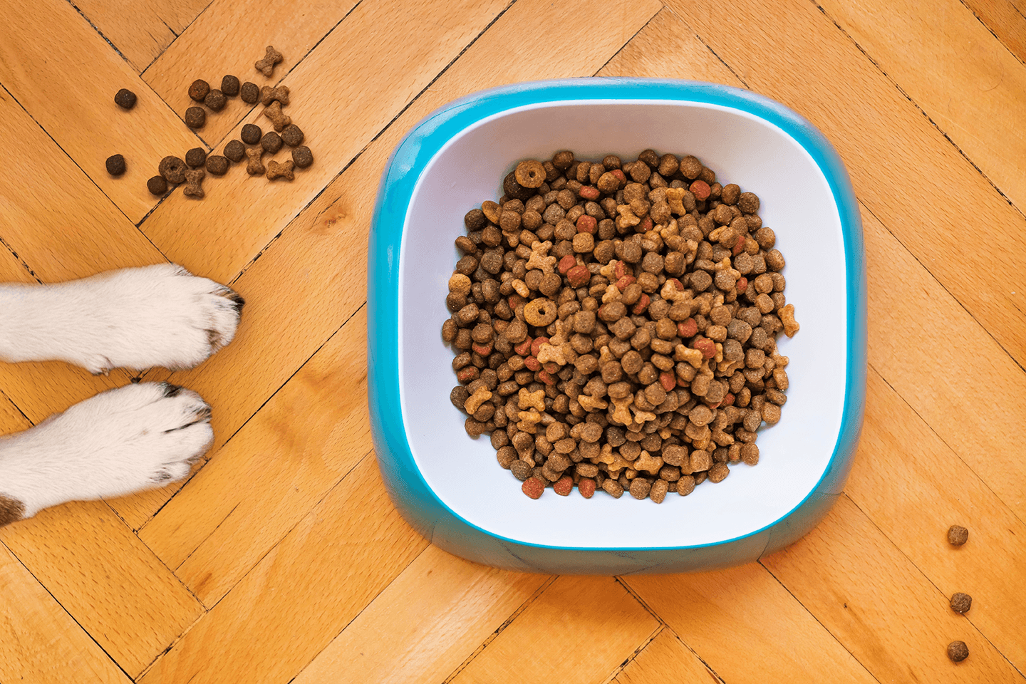 How much food should I feed my dog?