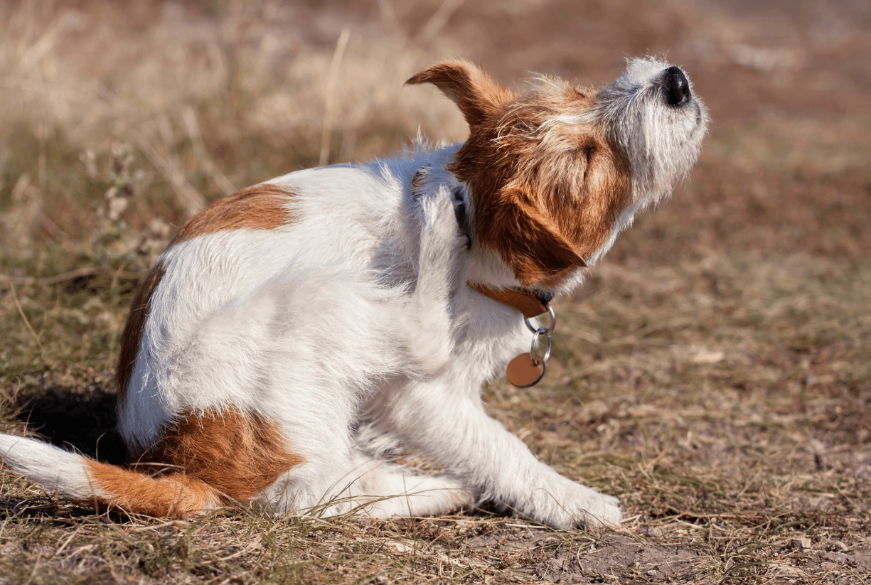 Itchy Skin Conditions In Dogs