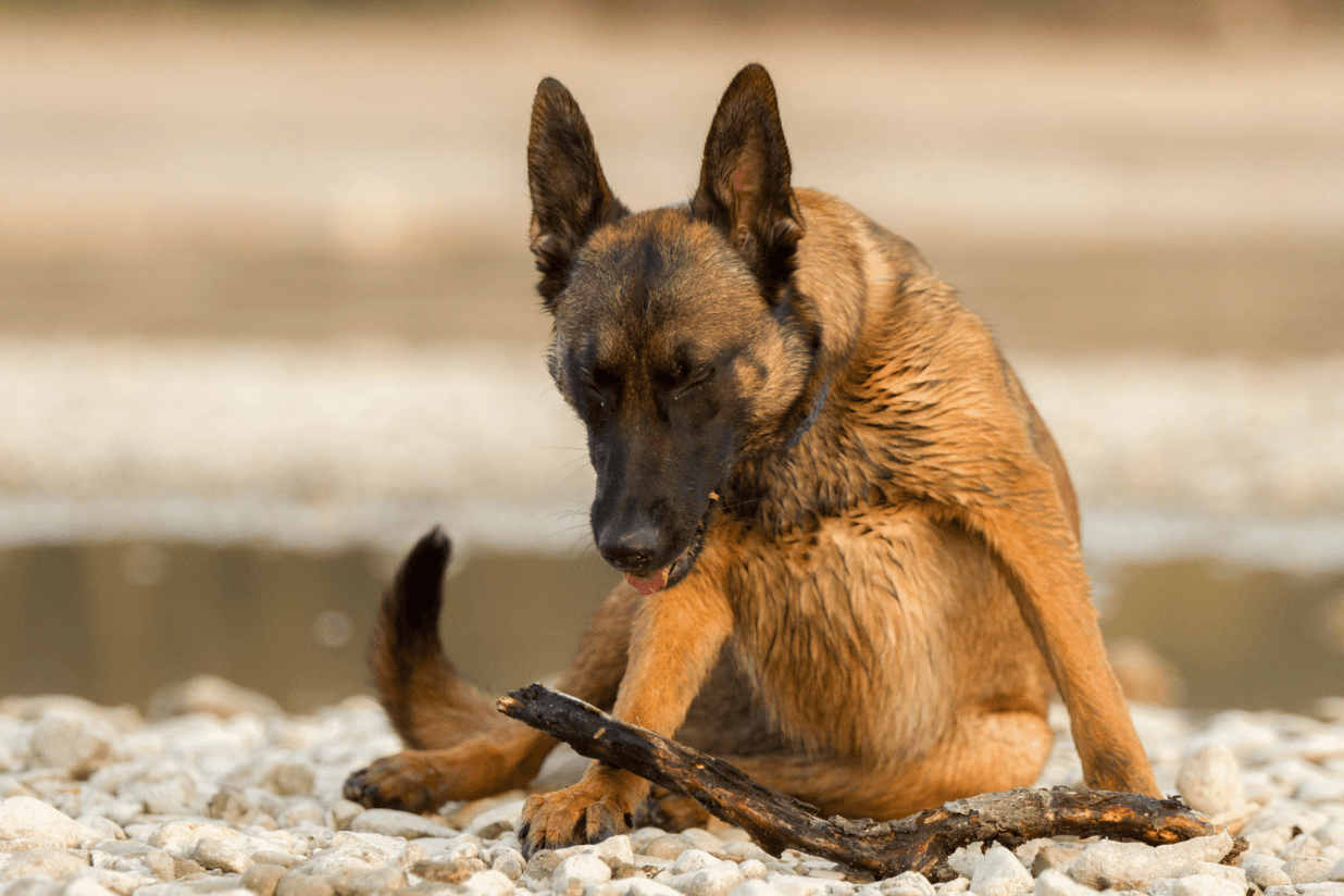 Kennel Cough in dogs