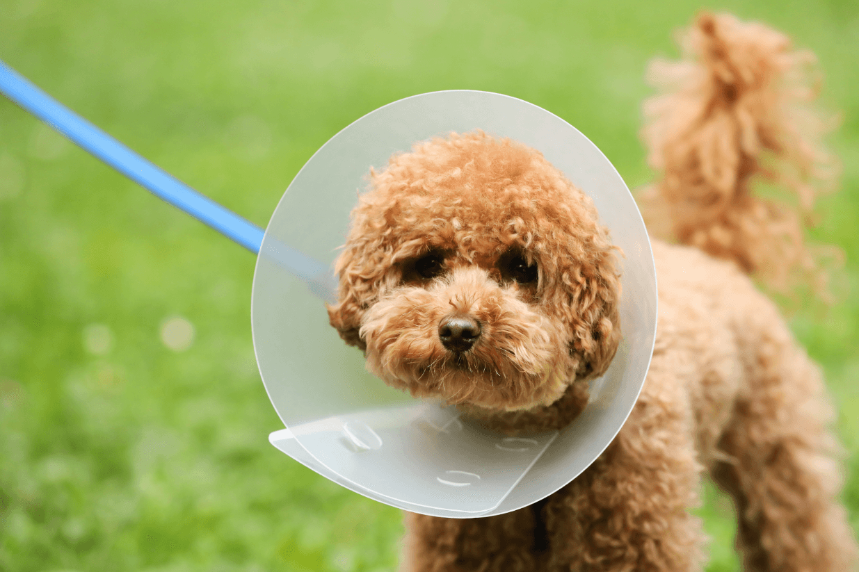 Mast Cell Tumours in Dogs