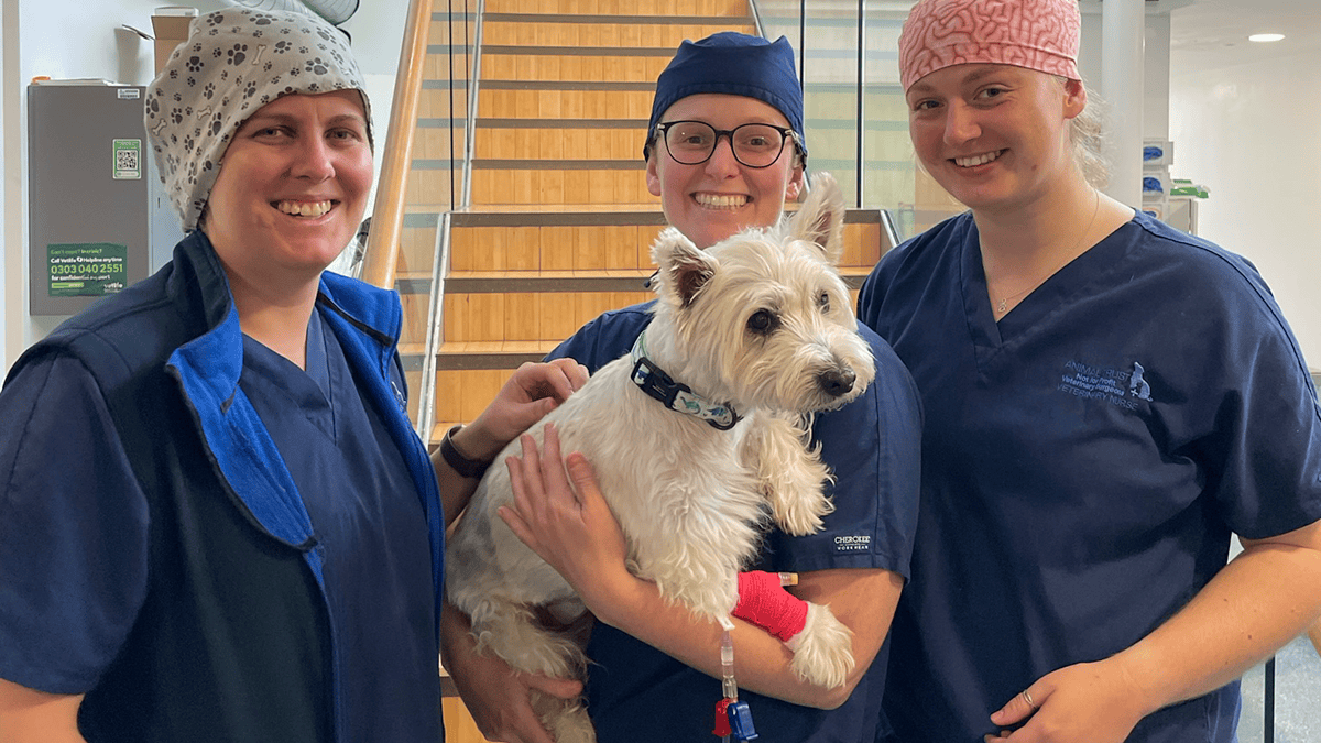 The welfare of our team, patients, and pet owners, is at the heart of everything we do. We are committed to providing quality career progression within a supportive, environment where our team develop the confidence and skills to meet their aspirations.