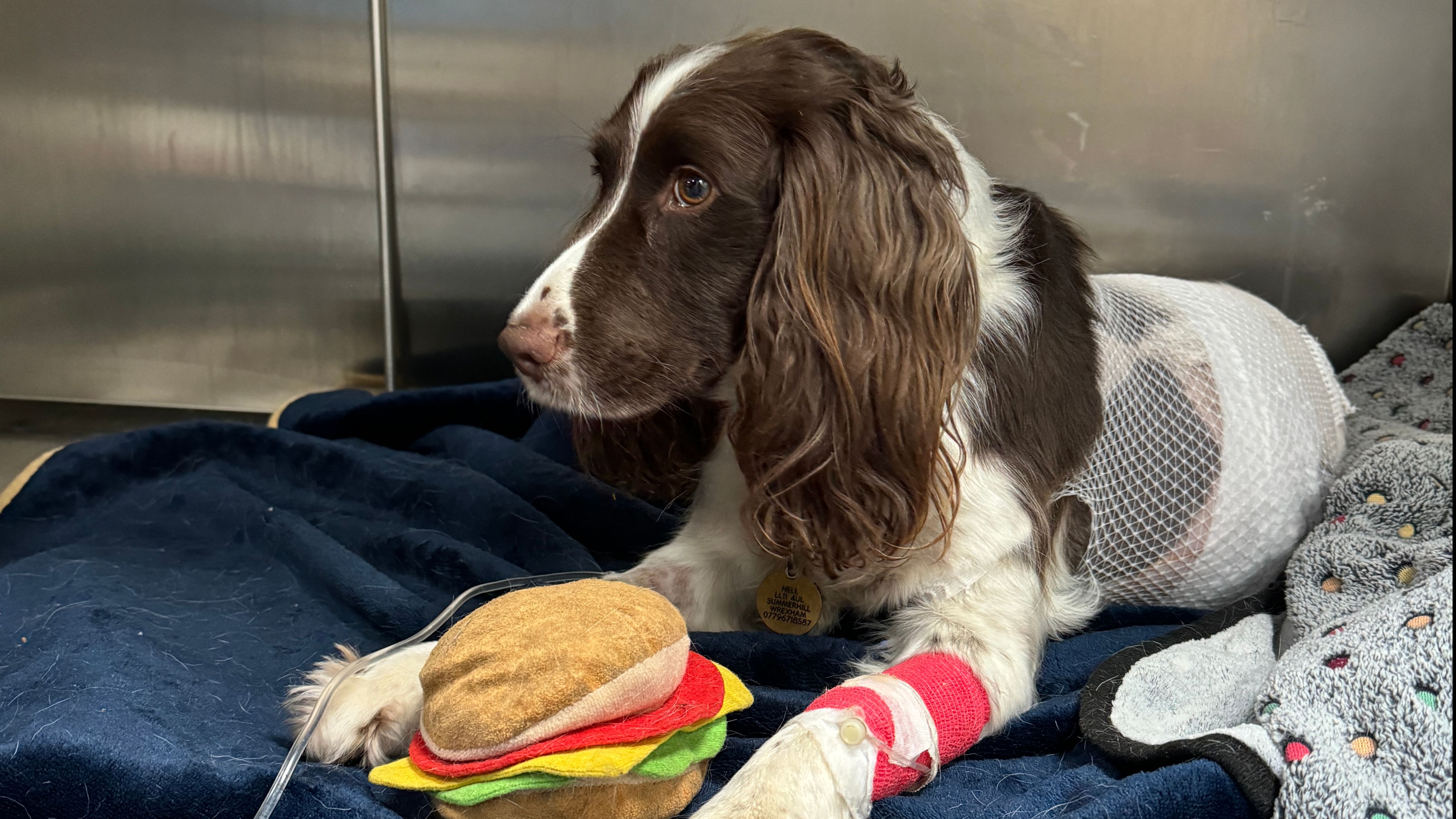 Nell treated in Pet A&E Ellesmere Port hospital