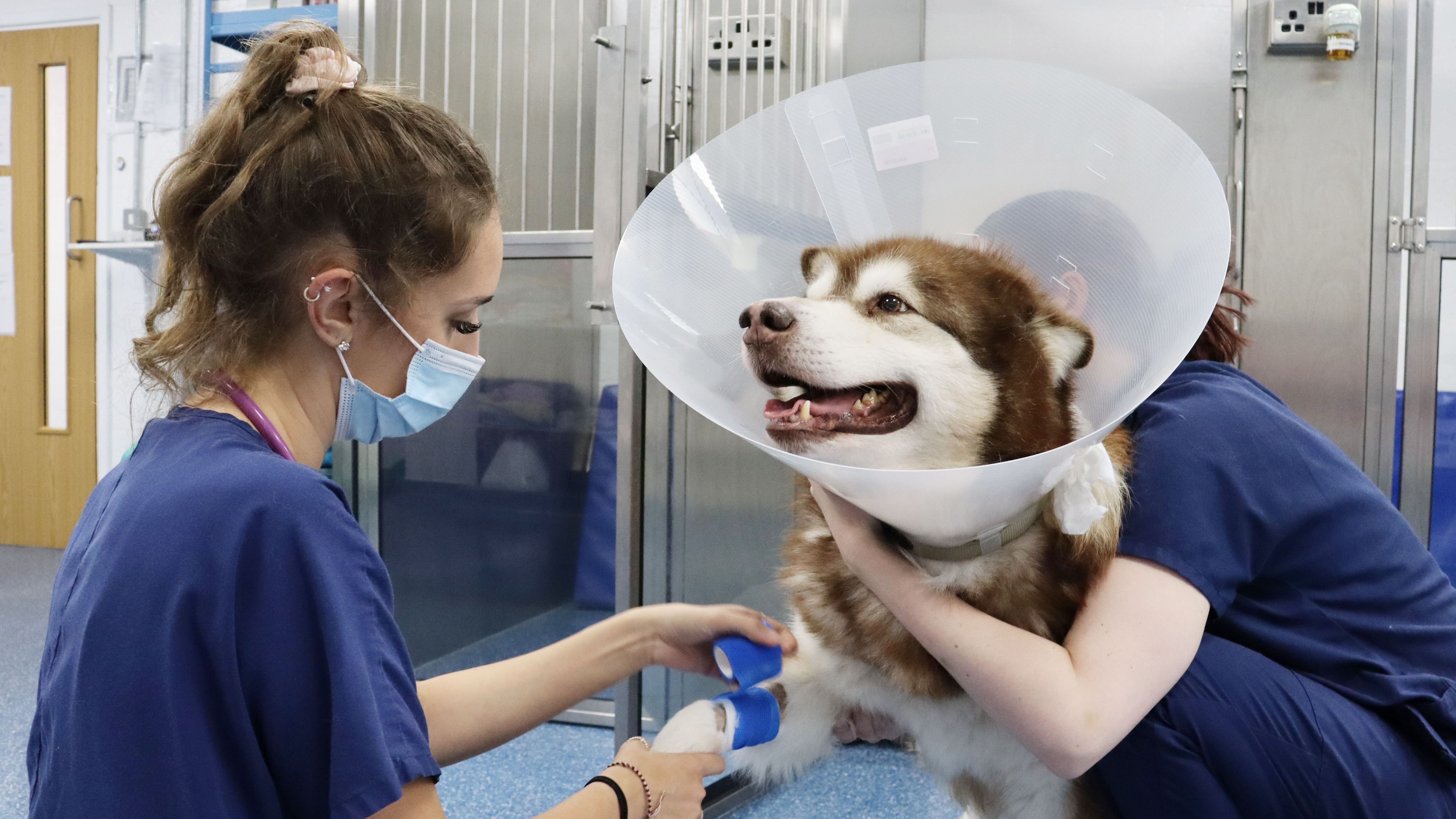 When is it a pet emergency?