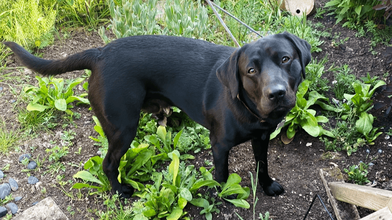 Arthroscopic surgery for Labrador | Animal Trust Vets