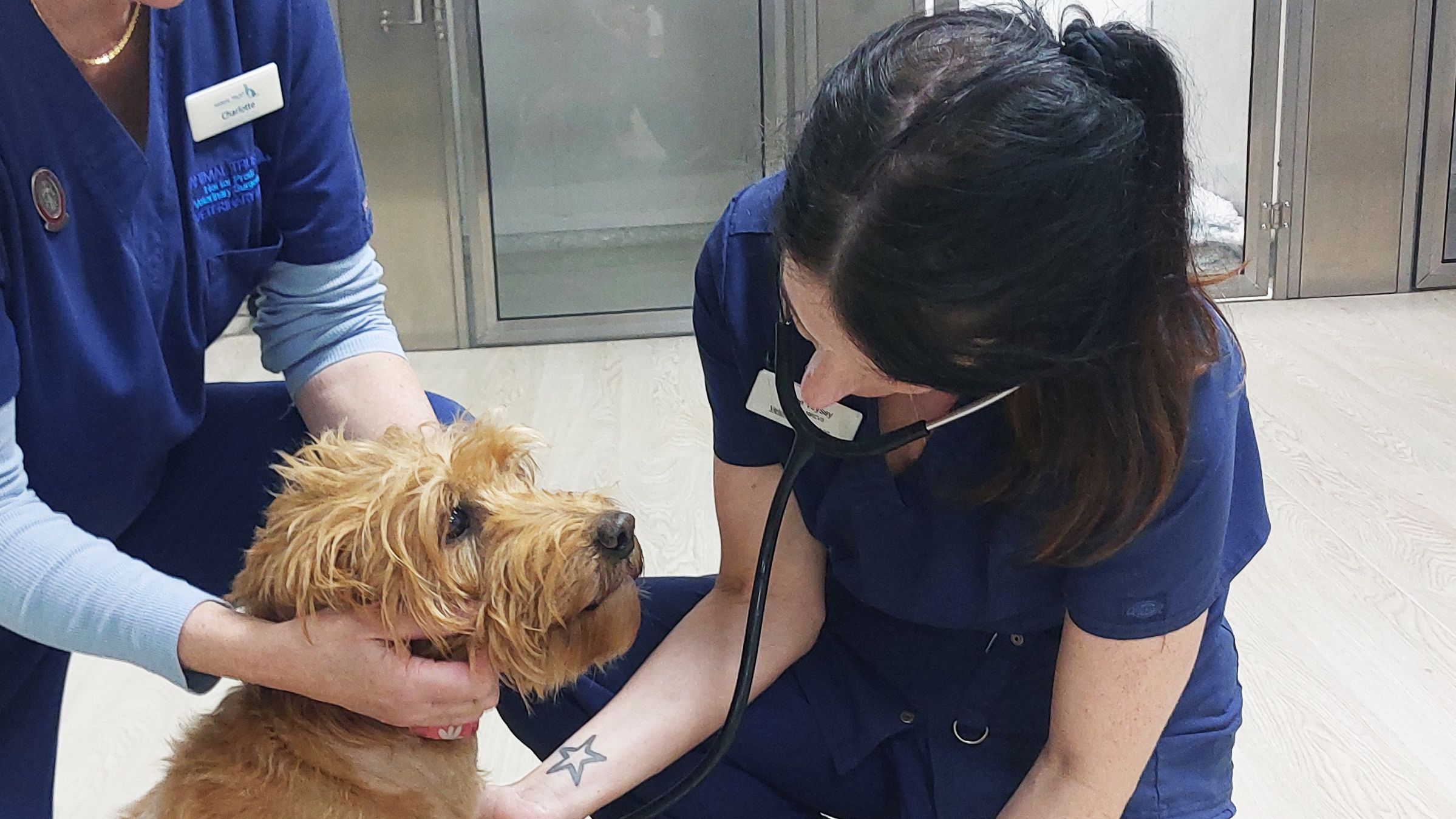 Elsie the Labradoodle had treatment for her diabetes at Rhyl