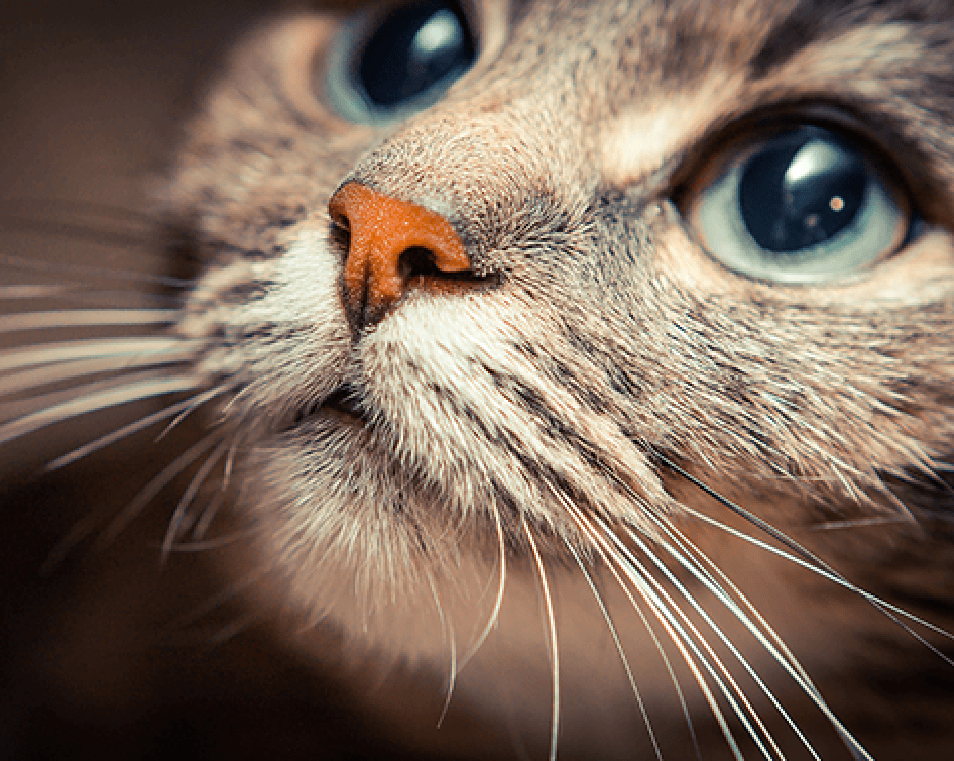 www.animaltrust.org.uk