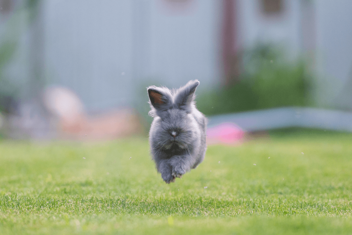 Rabbits love food and tend to graze throughout the day to sustain their appetite; getting the right balance for your pet’s diet is important so they can maintain a healthy lifestyle. Feeding your pet the right diet is essential to keeping your rabbit healthy.