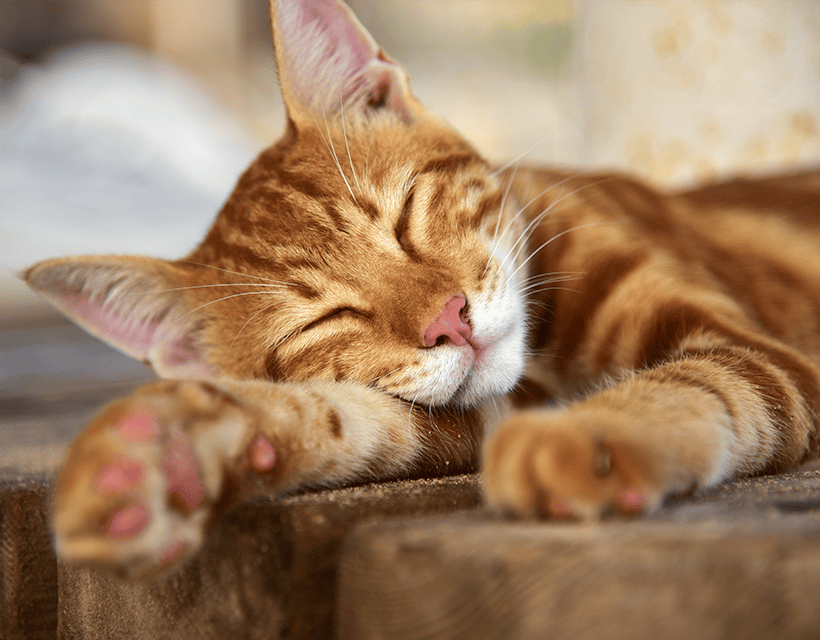 How to Create a Stress-Free Home for Your Cat: Tips for a Happy, Calm Cat