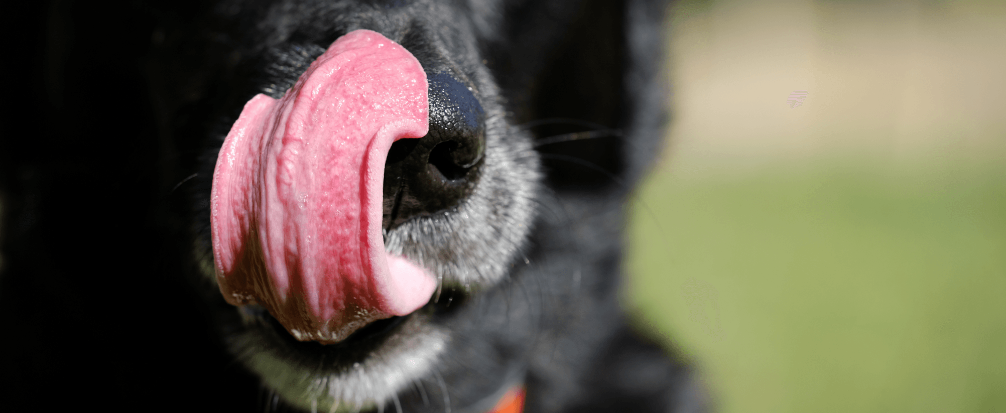 Understanding Dog UTIs