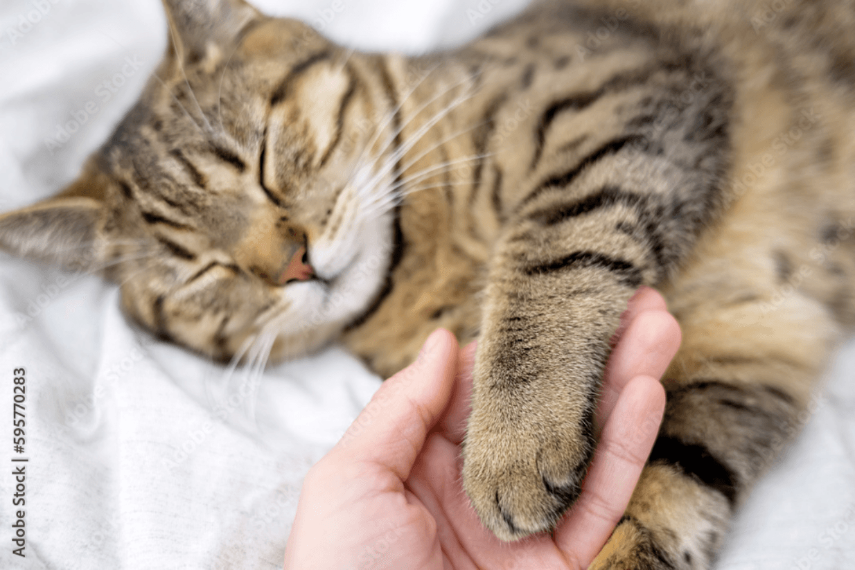 Cat Urinary Tract Infections