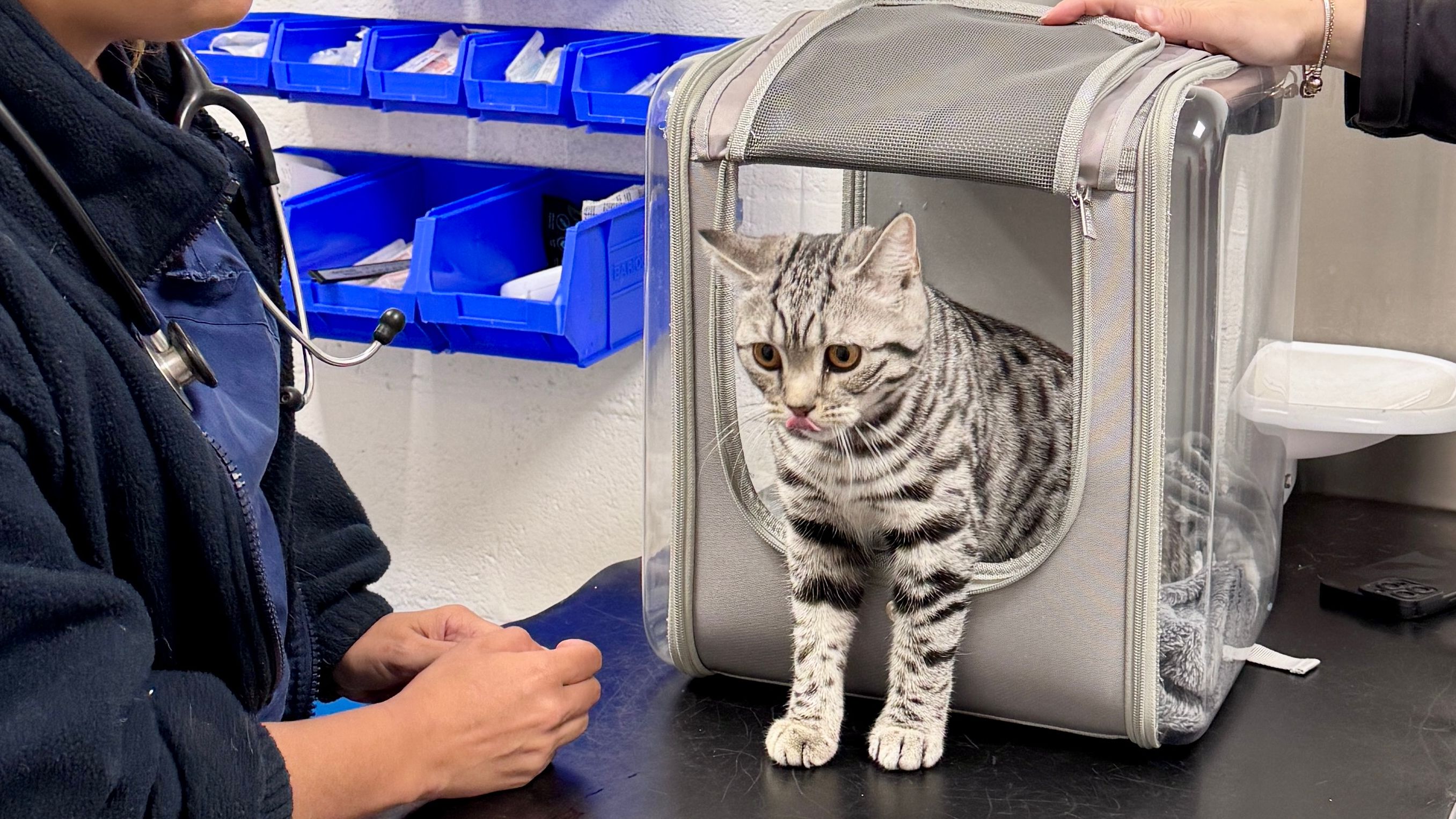 Budgeting for Vet Care