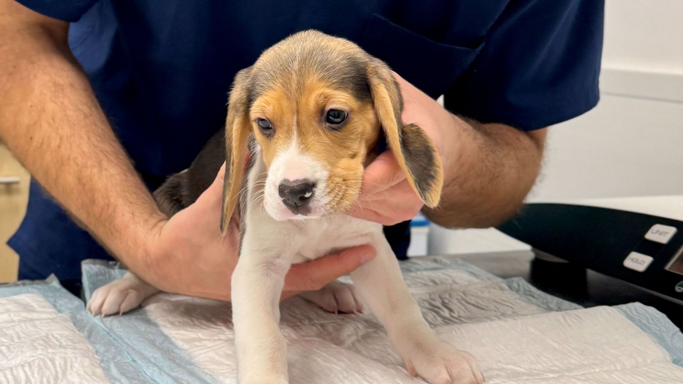 Dog vaccination