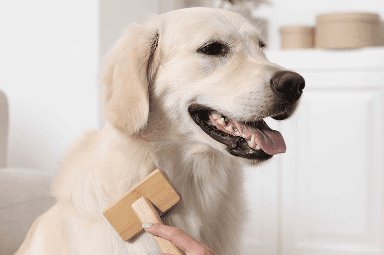 What are the health benefits of dog grooming?