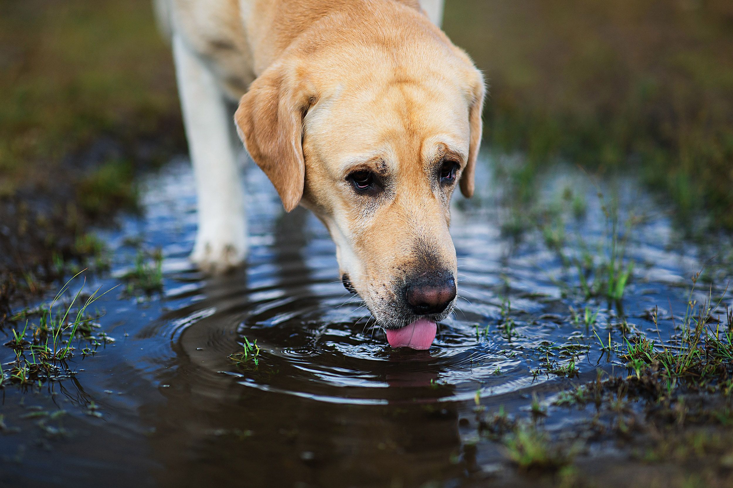 What is Leptospirosis 