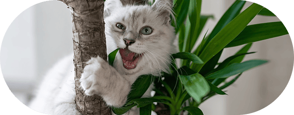 Cat Vaccinations