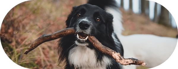 Dog Vaccinations 