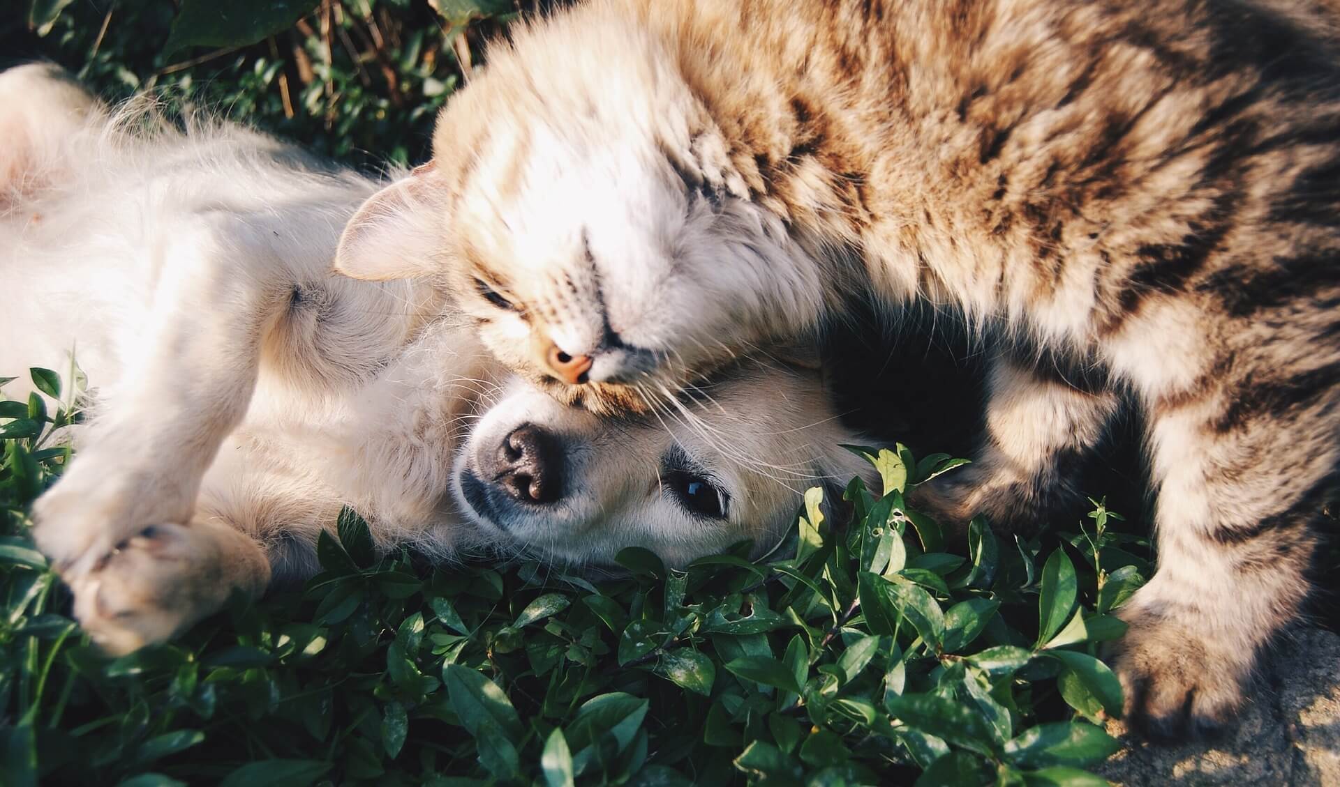 The best flea and worm treatments for cats and dogs