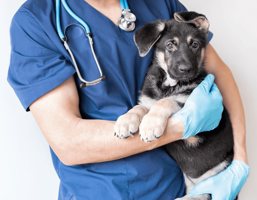 Welcome to Animal Trust Veterinary Referral Service